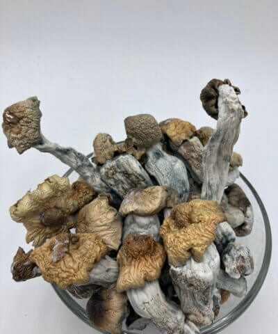 Penis Envy Mushrooms