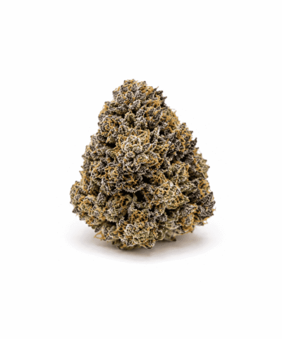 Grape Panther Premier Flowers