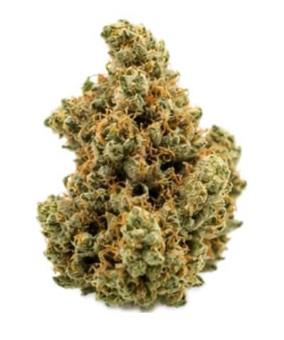 Obama Runtz Premier Flowers
