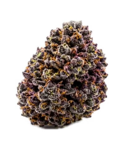 Mr Stinky Premier Flowers