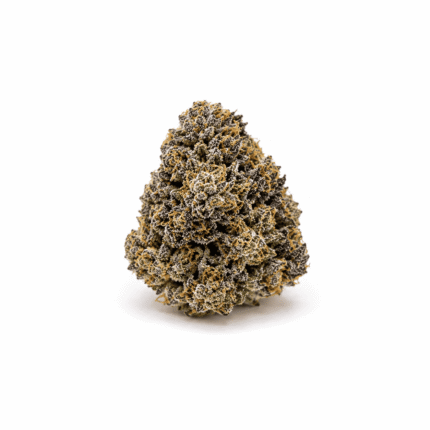 Grape Panther Premier Flowers